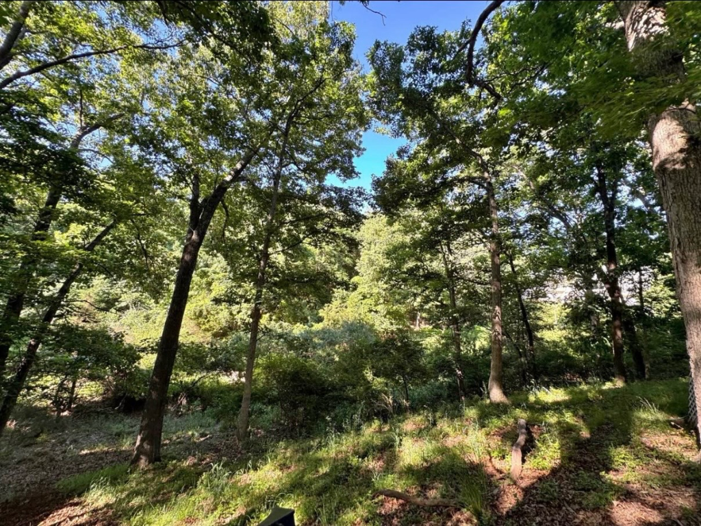 Dense woodland before land clearing — SAN Excavating job site, South Jersey