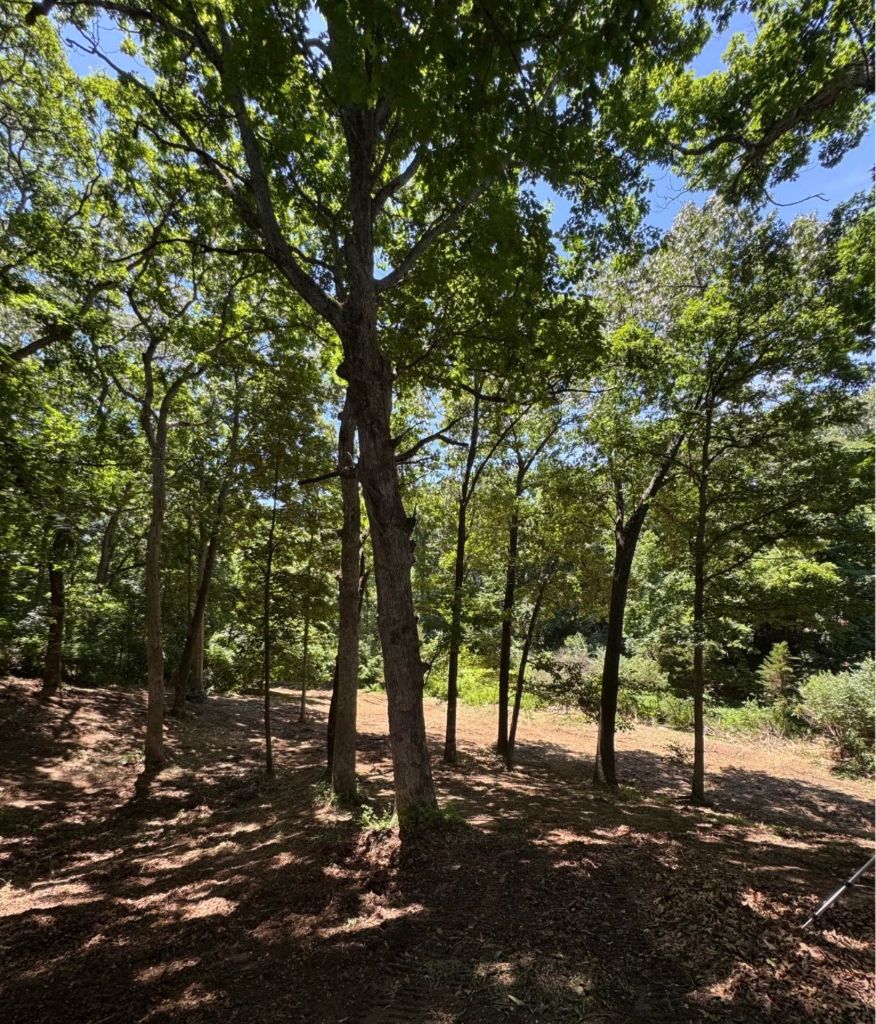 Forest understory cleared — trees standing, ground fully cleared by SAN Excavating